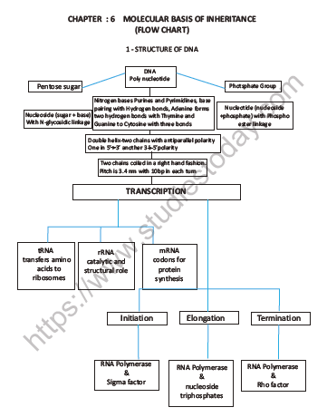 CBSE Class 12 Biology Molecular Basis Of Inheritance Question Bank